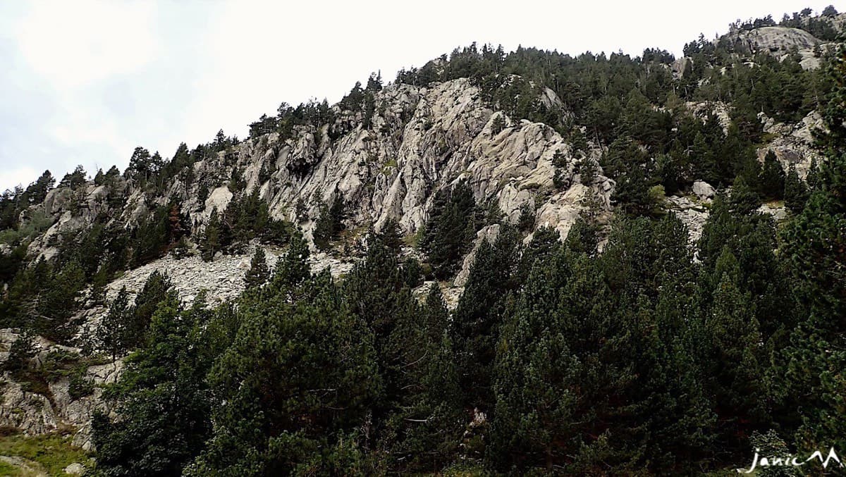 The Arista Mowgli ridge rising above the pines (September 2022).