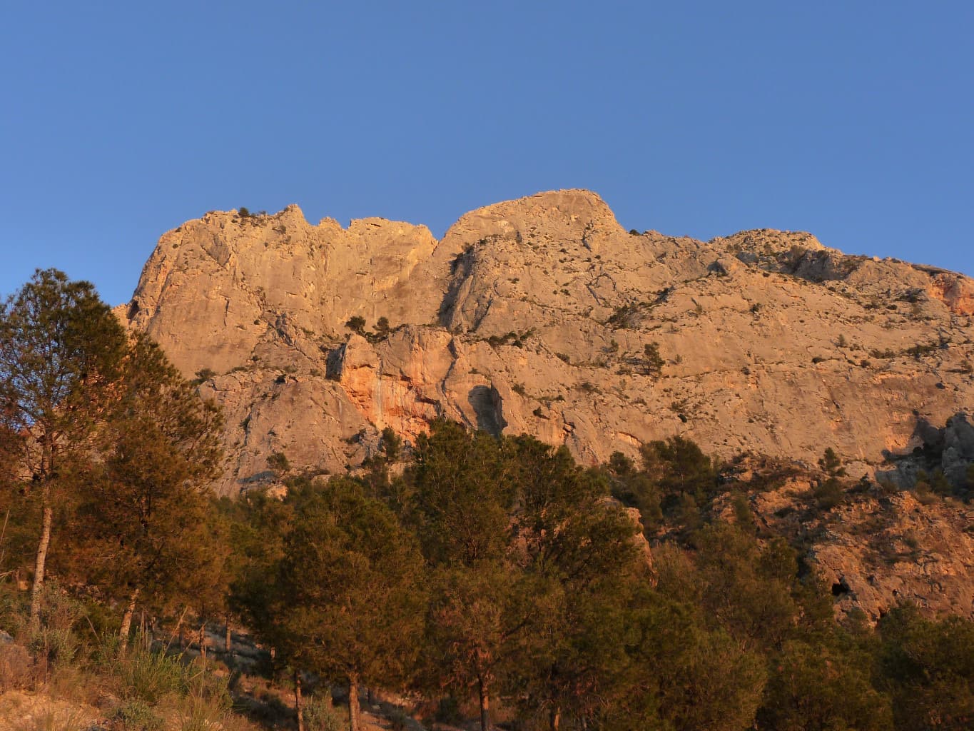 The Paredón de los Alcoyanos on the Cabeçó d'Or in evening light, seen from the pines on the approach. Delicatessen is on this wall; the line is not marked.