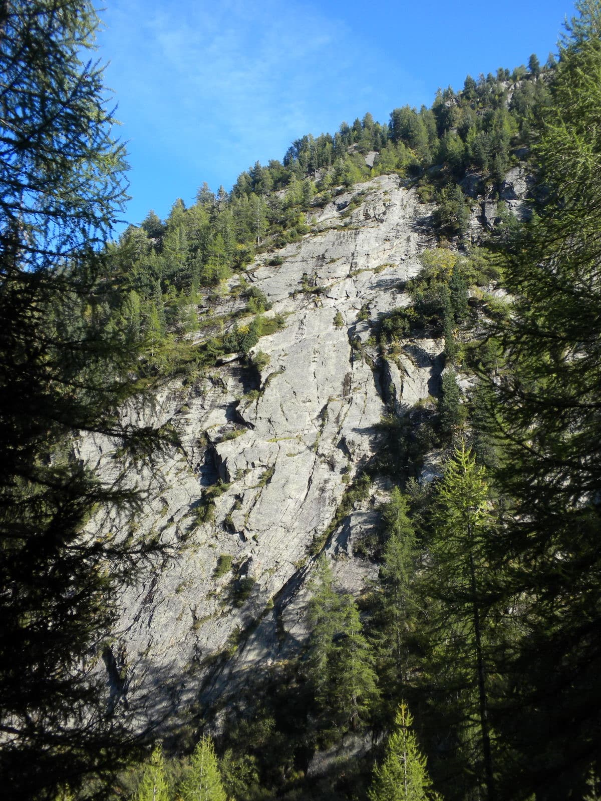 The slab of L'île aux Razmokets in the Vallon de Bérard, seen through the larches from the valley path; the line is not marked.
