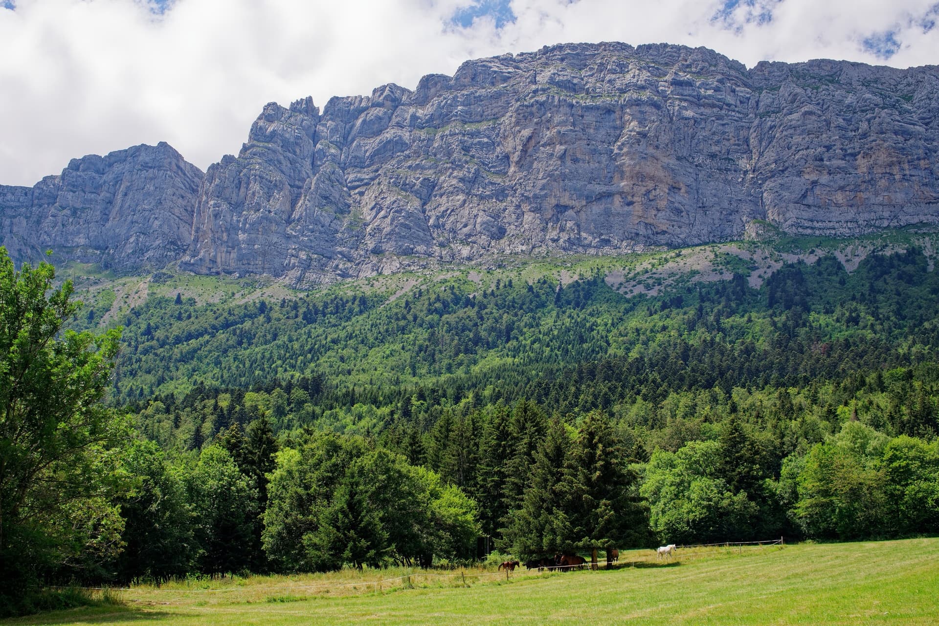 The east face of the Gerbier ridge above Prélenfrey in July, a long band of grey limestone over the forest.